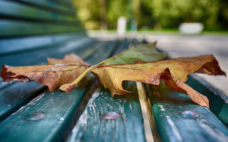 Dried Leaf on Bench — Green, Calm