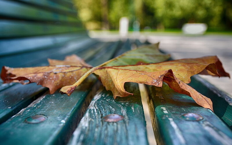 Dried Leaf on Bench — Green