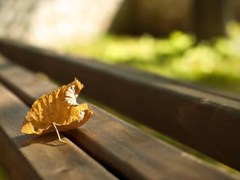 Dried Leaf on Bench