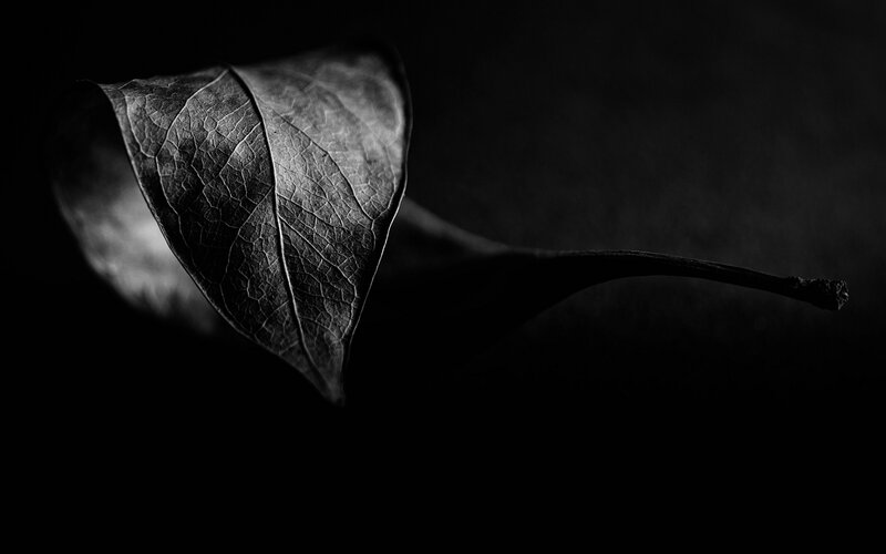 Dried Leaf on Black