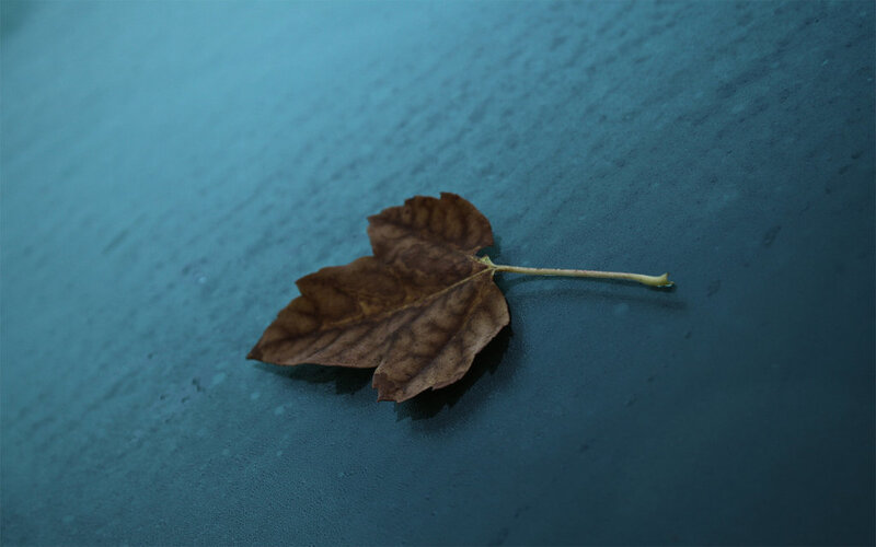 dried leaf on blue surface