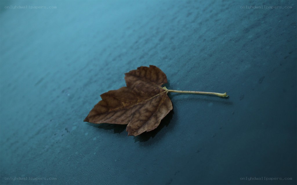dried leaf on blue surface