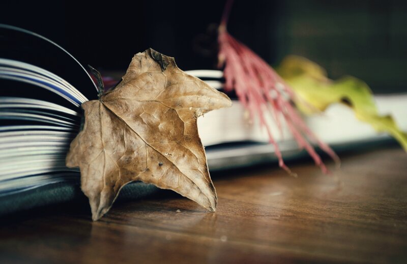 Dried Leaf on Book — Brown