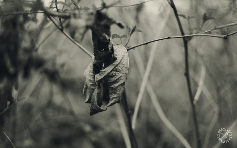 Dried Leaf on Branch — Black