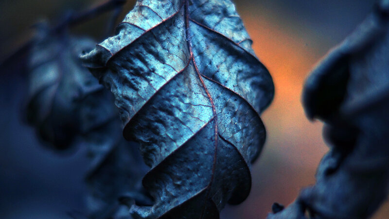 Dried Leaf on Branch — Blue, Dramatic, Sunset