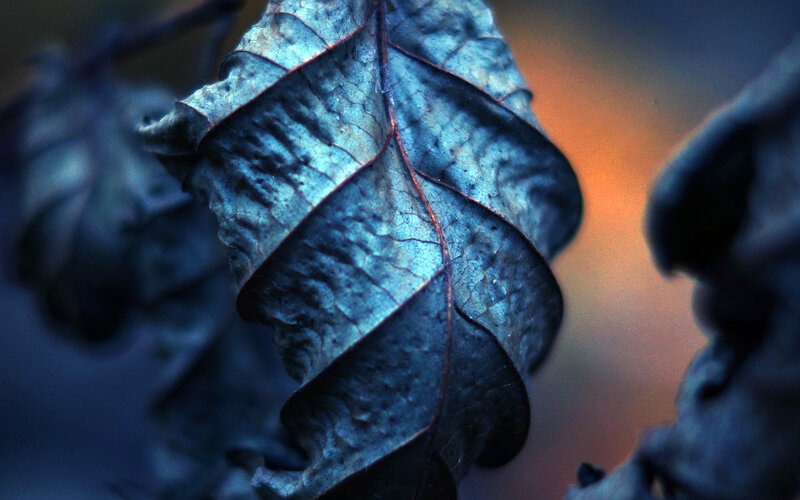 Dried Leaf on Branch — Blue, Dramatic