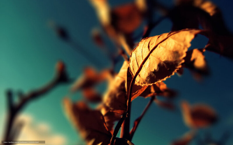 Dried Leaf on Branch — Blue, Serene, Sunset