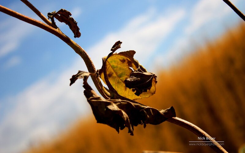 Dried Leaf on Branch — Blue, Serene