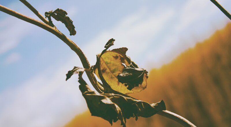 Dried Leaf on Branch — Brown, Calm, Autumn, Photograph