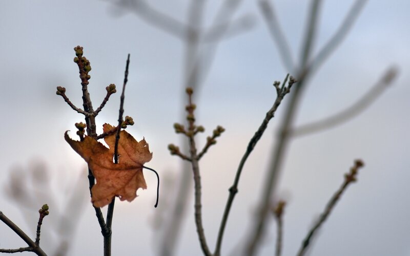 Dried Leaf on Branch — Brown, Calm, Autumn