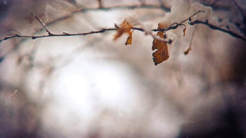 Dried Leaf on Branch — Brown, Calm