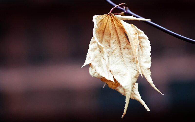 Dried Leaf on Branch — Brown, Melancholic, Autumn