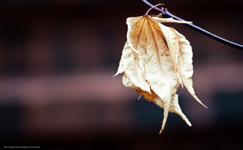 Dried Leaf on Branch — Brown, Melancholic