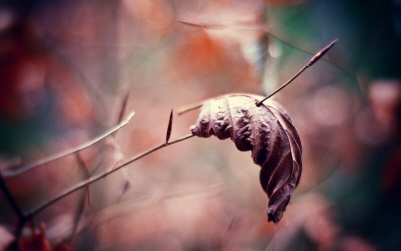 Dried Leaf on Branch — Brown, Serene, Autumn, Photograph, Forest