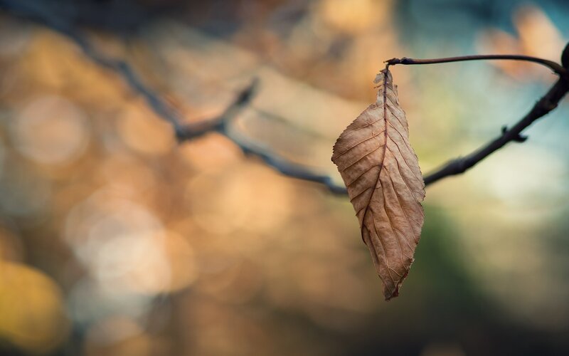 Dried Leaf on Branch — Brown, Serene, Autumn, Photograph