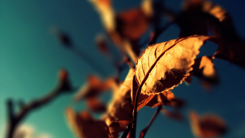 Dried Leaf on Branch — Brown, Serene, Autumn