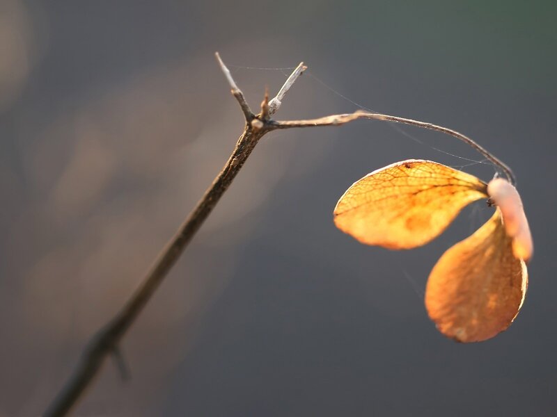 Dried Leaf on Branch — Brown, Serene, Sunset, Photograph, Spiderweb