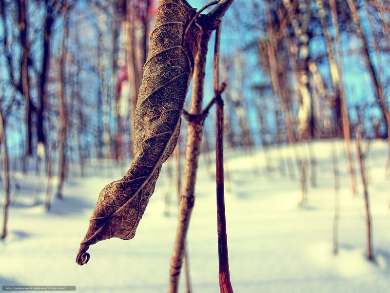 Dried Leaf on Branch — Brown, Serene, Winter, Photograph