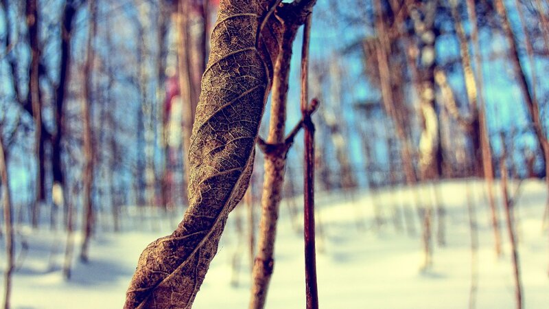 Dried Leaf on Branch — Brown, Serene, Winter