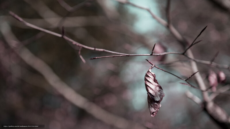 Dried Leaf on Branch — Brown, Somber, Autumn, Photograph