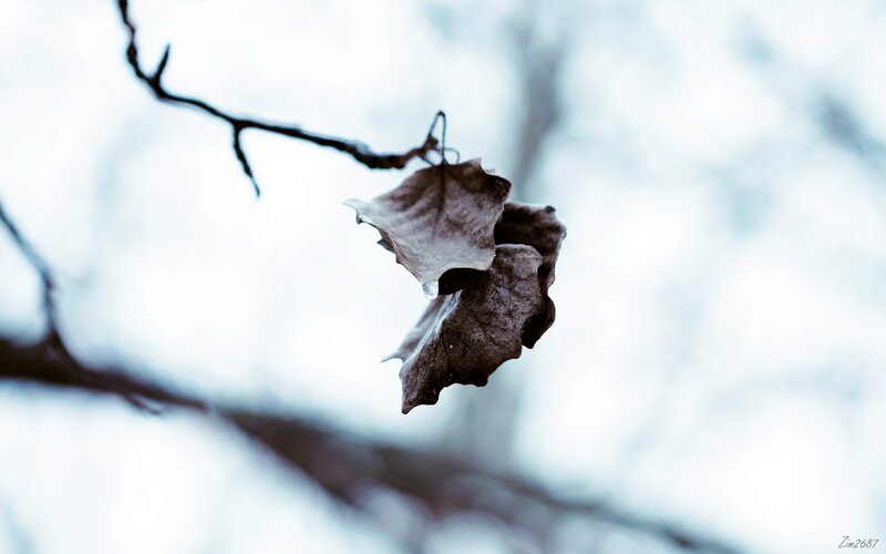 Dried Leaf on Branch — Brown, Somber, Autumn