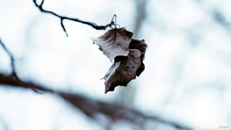 Dried Leaf on Branch — Brown, Somber