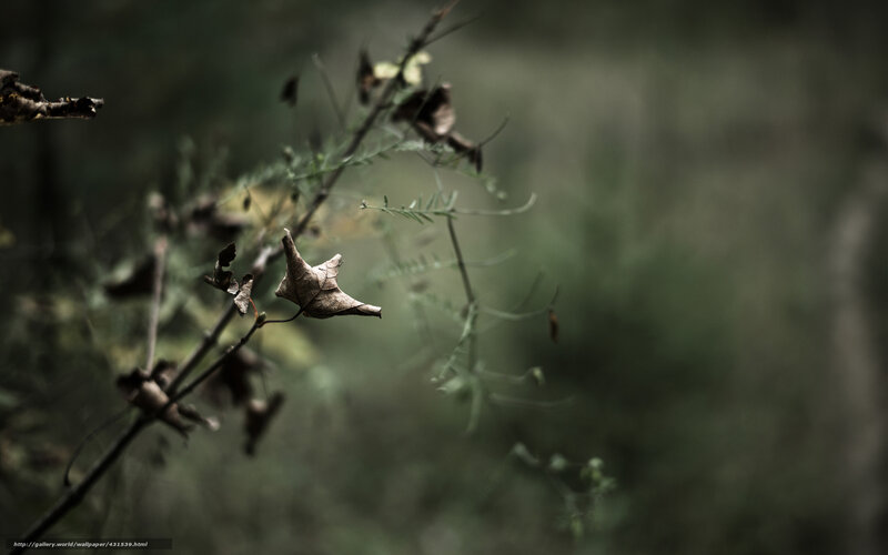 Dried Leaf on Branch — Green