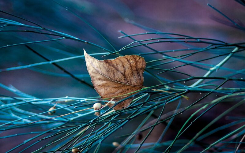 Dried Leaf on Branches — Blue, Calm, Autumn