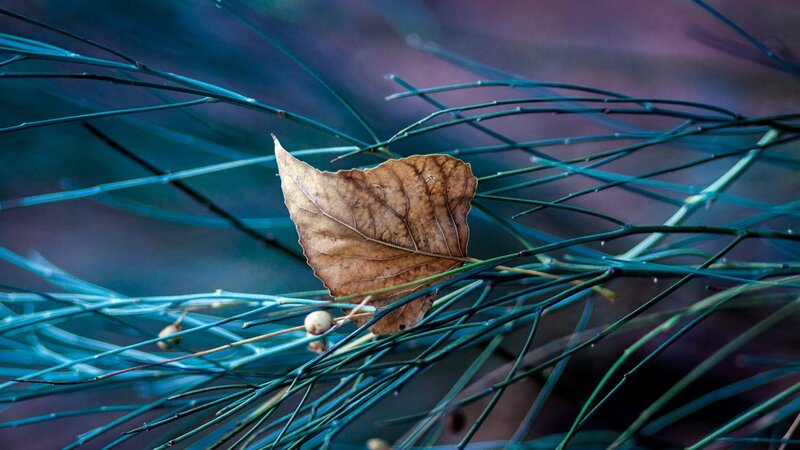 Dried Leaf on Branches — Blue, Calm