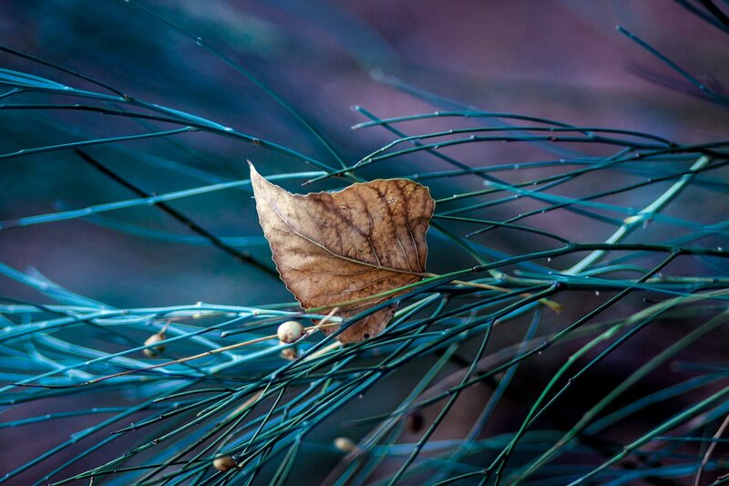 Dried Leaf on Branches — Blue, Serene
