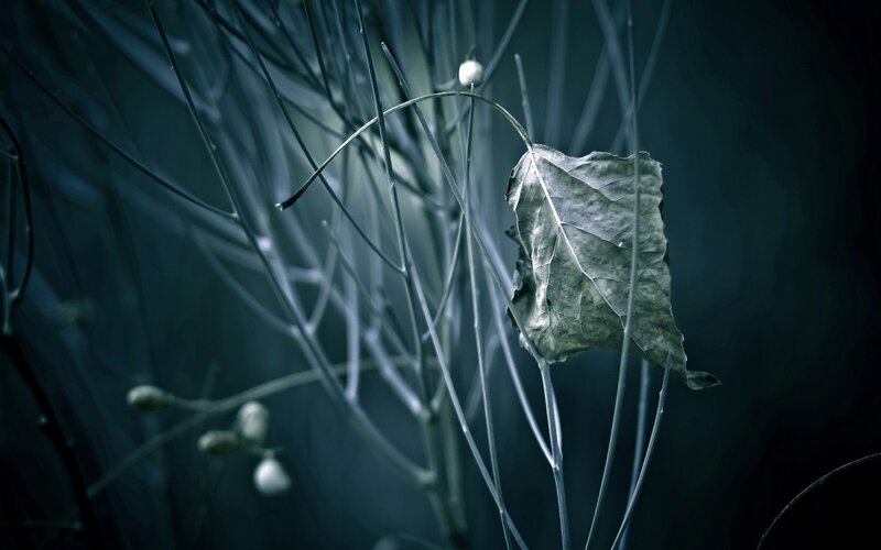 Dried Leaf on Branches — Blue, Somber