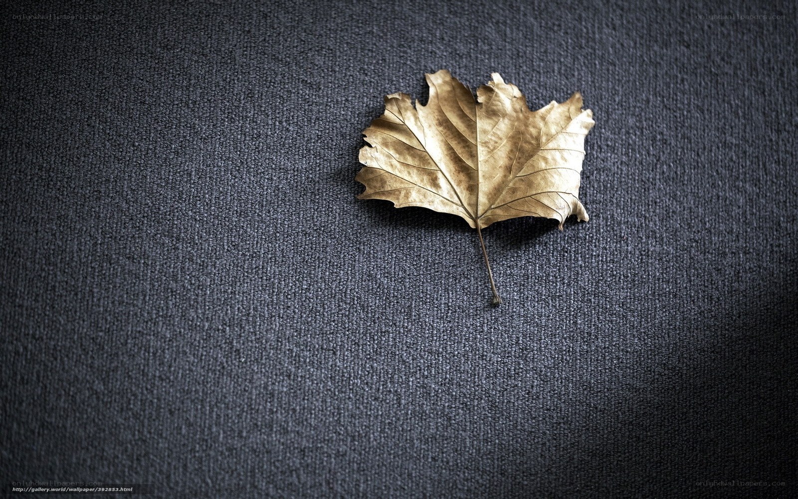 dried leaf on dark fabric