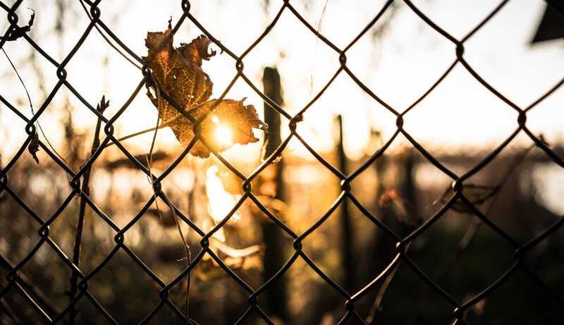 Dried Leaf on Fence — Brown