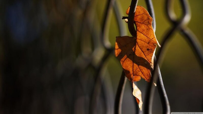 Dried Leaf on Fence