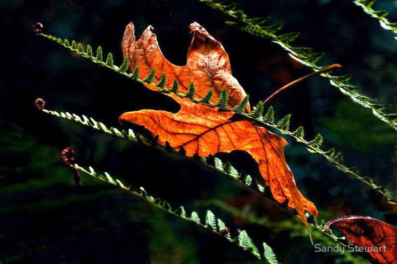 Dried Leaf on Fern