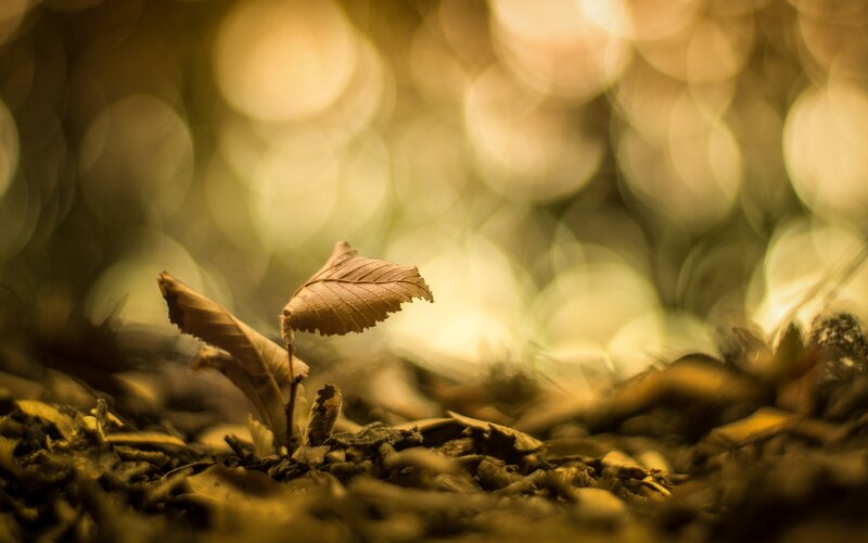 Dried Leaf on Forest Floor