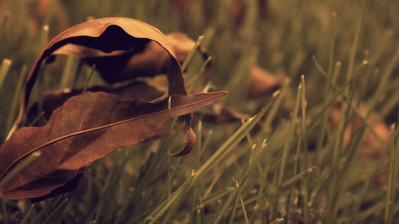 Dried Leaf on Grass — Brown, Calm, Autumn