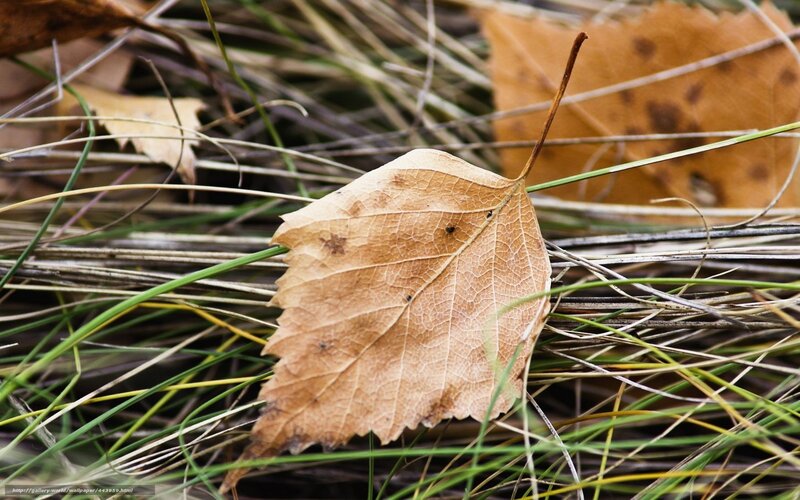 Dried Leaf on Grass — Brown, Calm
