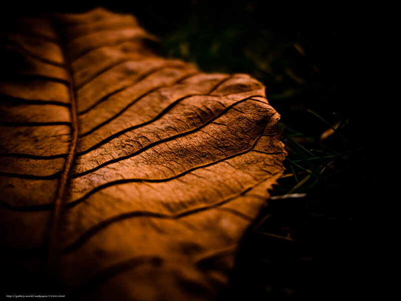 Dried Leaf on Grass — Brown, Dark, Night