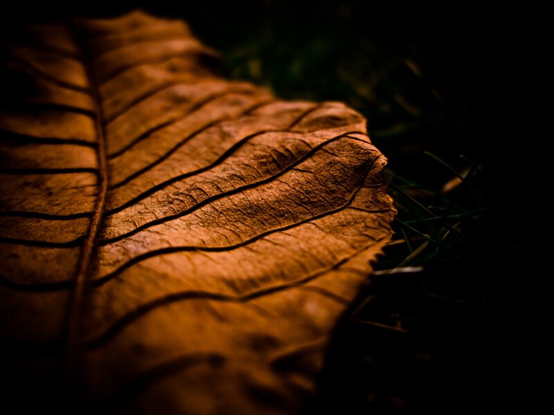 Dried Leaf on Grass — Brown, Dark