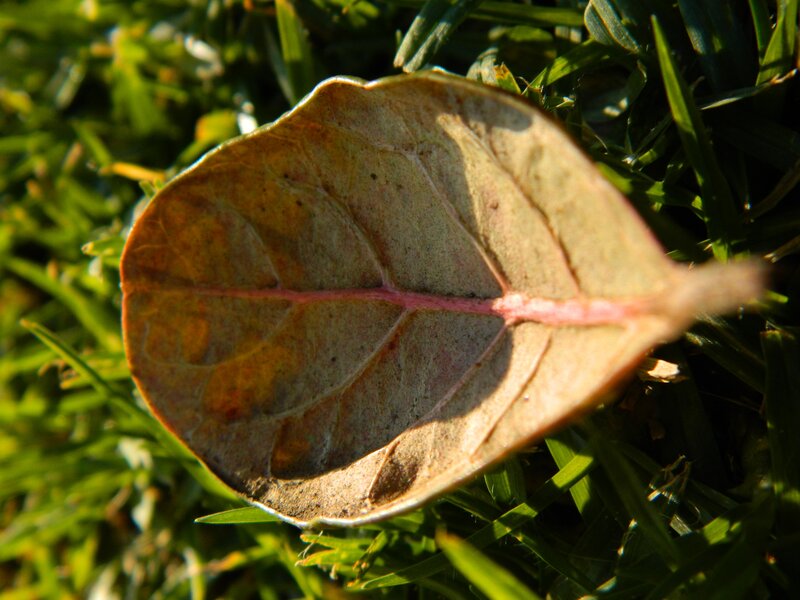 Dried Leaf on Grass — Green, Calm