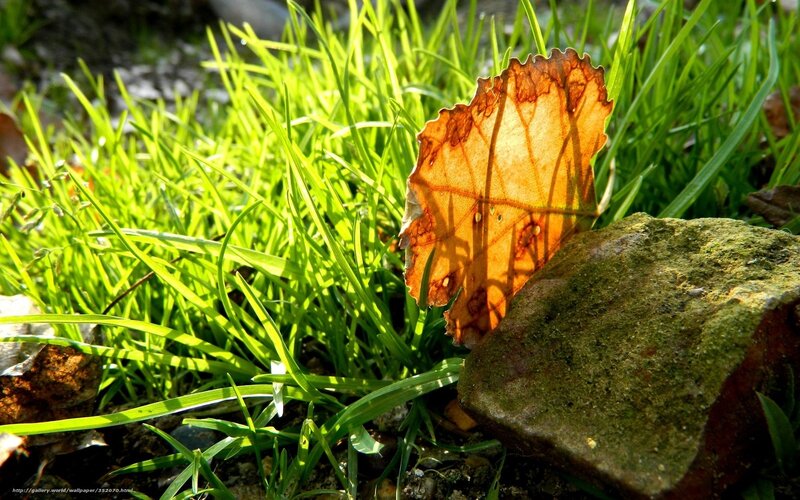 Dried Leaf on Grass — Green, Serene, Afternoon