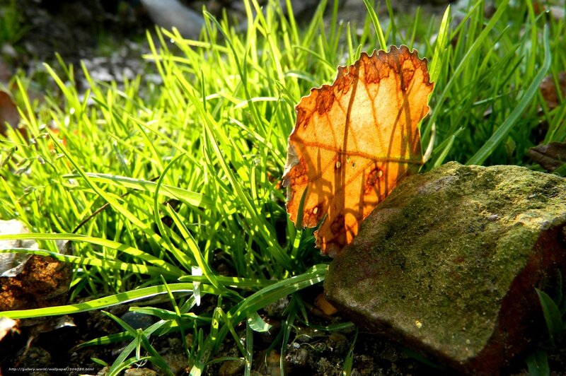 Dried Leaf on Grass — Green, Serene