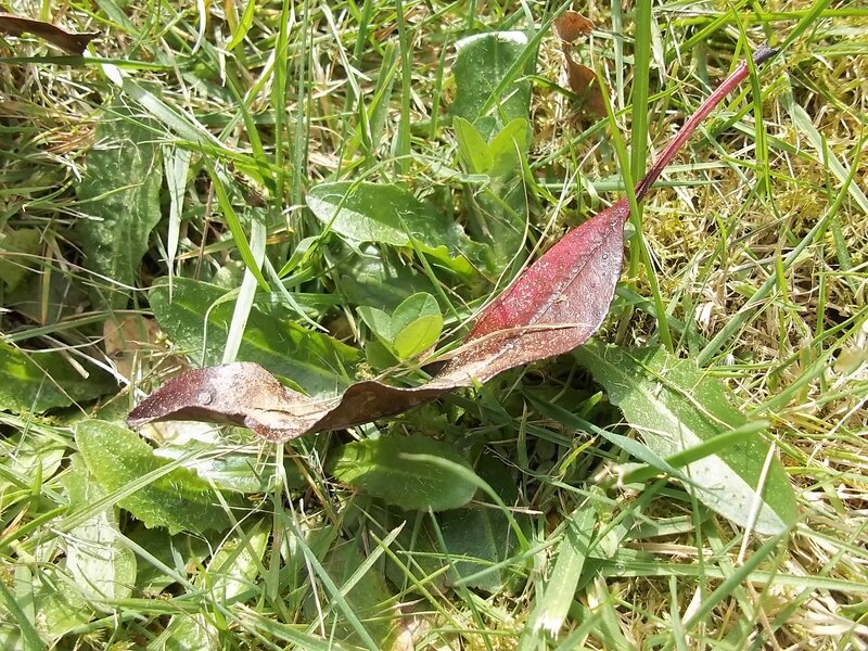 Dried Leaf on Grass — Green