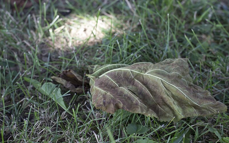 Dried leaf on grass