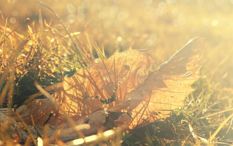 Dried Leaf on Grass — Yellow
