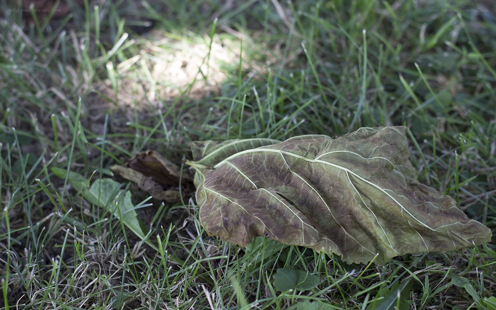 Dried leaf on grass