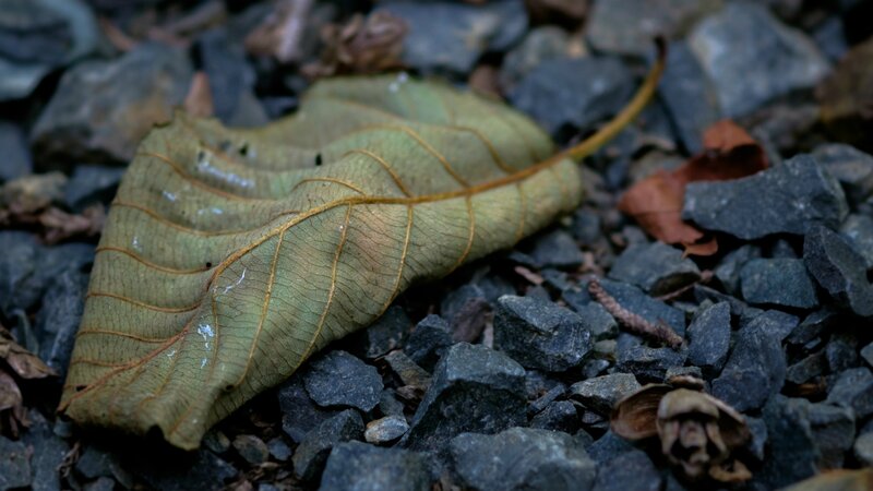 Dried Leaf on Gravel