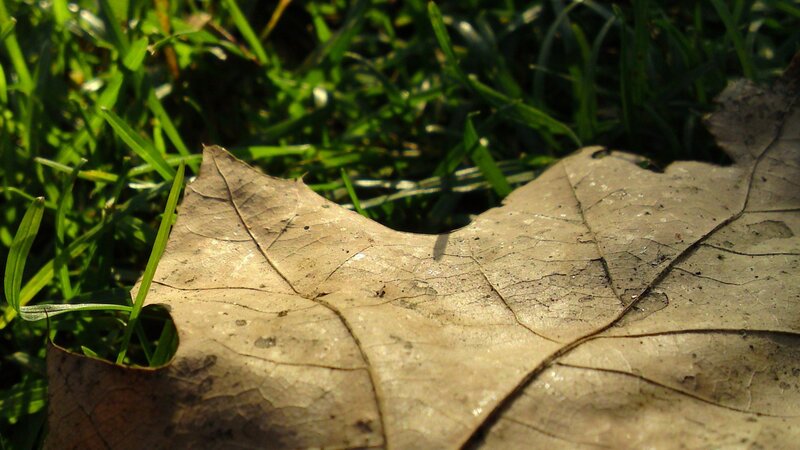 dried leaf on green grass