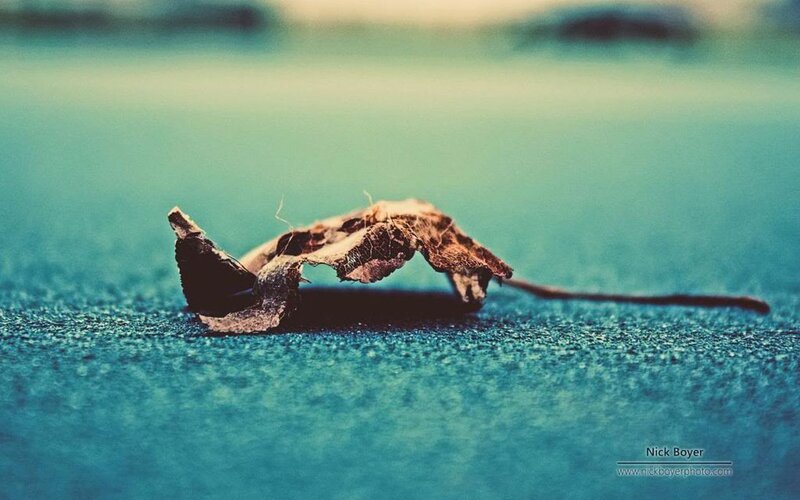 Dried Leaf on Ground — Blue